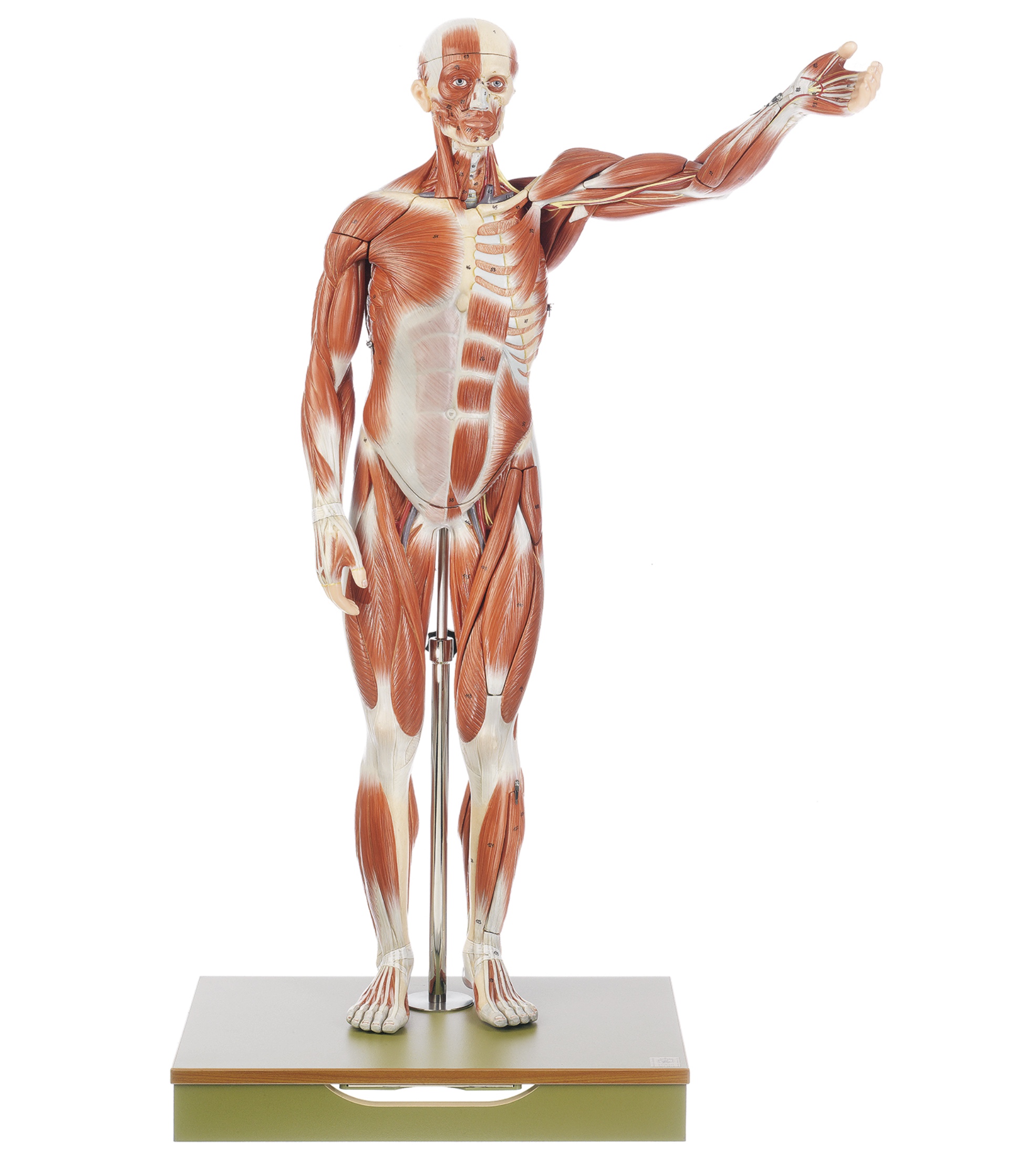 Männliche Muskelfigur